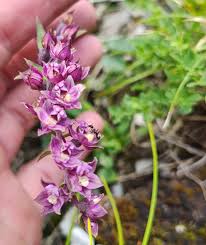 Attēlu rezultāti vaicājumam “Epipactis atrorubens bud”