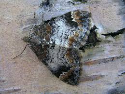 Attēlu rezultāti vaicājumam “Dysstroma truncata”