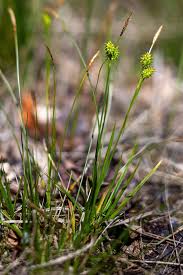 Attēlu rezultāti vaicājumam “Carex lepidocarpa”