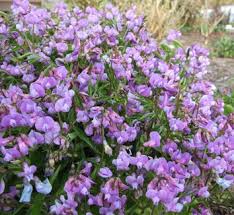 Attēlu rezultāti vaicājumam “Lathyrus niger”