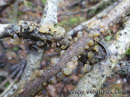 Attēlu rezultāti vaicājumam “Myxarium nucleatum”