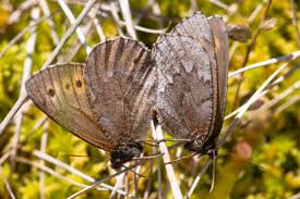 Attēlu rezultāti vaicājumam “Oeneis jutta”