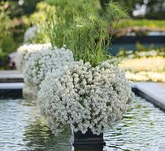 Image result for Alyssum diffusum