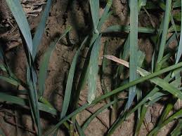 Attēlu rezultāti vaicājumam “Poa compressa leaf”