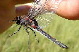 Attēlu rezultāti vaicājumam “Leucorrhinia dubia”