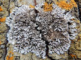 Attēlu rezultāti vaicājumam “Physconia detersa”