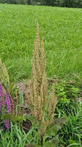 Attēlu rezultāti vaicājumam “Rumex aquaticus fruit”