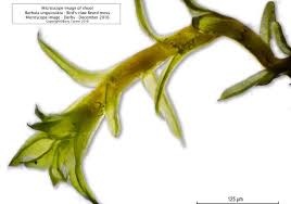 Attēlu rezultāti vaicājumam “Barbula unguiculata macro”