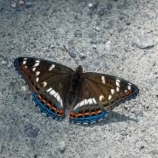 Attēlu rezultāti vaicājumam “Lycaena alciphron male”