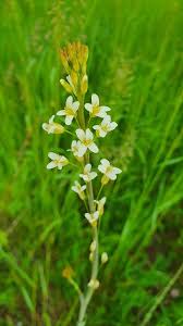 Attēlu rezultāti vaicājumam “Arabis glabra leaf”