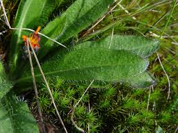 Attēlu rezultāti vaicājumam “Pilosella aurantiaca flower”