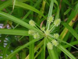 Attēlu rezultāti vaicājumam “Carex viridula flower”