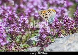 Attēlu rezultāti vaicājumam “Lycaena alciphron male”