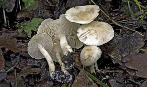 Attēlu rezultāti vaicājumam “Tricholoma album”