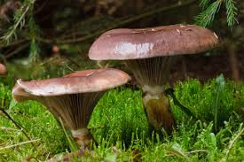 Attēlu rezultāti vaicājumam “Gomphidius glutinosus”