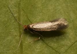 Attēlu rezultāti vaicājumam “Argyresthiidae”