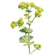 Attēlu rezultāti vaicājumam “Alchemilla subcrenata  flower”