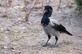 Attēlu rezultāti vaicājumam “Corvus cornix adult”
