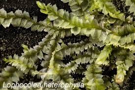 Attēlu rezultāti vaicājumam “Lophocolea heterophylla”