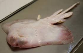 Image result for Raja brachyura