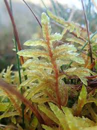 Attēlu rezultāti vaicājumam “Pleurozium schreberi sporophyte”