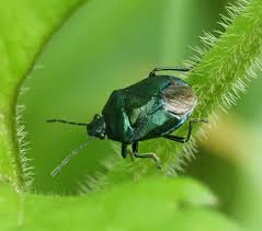 Attēlu rezultāti vaicājumam “Zicrona caerulea nymph”