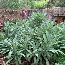 Attēlu rezultāti vaicājumam “Salvia officinalis”