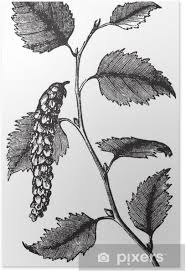 Attēlu rezultāti vaicājumam “Betula papyrifera leaf”