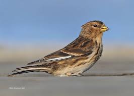 Image result for twite photo