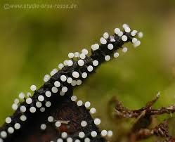 Attēlu rezultāti vaicājumam “Didymium minus”