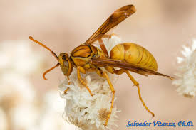 Attēlu rezultāti vaicājumam “Vespidae”