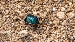 Attēlu rezultāti vaicājumam “Cydnidae”