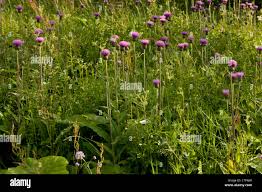 Attēlu rezultāti vaicājumam “Cirsium heterophyllum leaf”