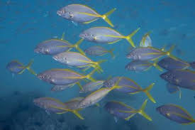 Image result for Pseudocaranx dentex