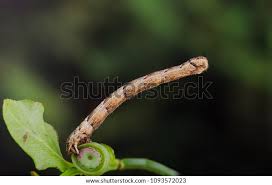 Attēlu rezultāti vaicājumam “Eulithis populata”