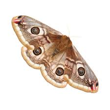 Attēlu rezultāti vaicājumam “Saturnia pavonia eggs”