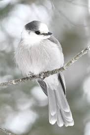 Attēlu rezultāti vaicājumam “Corvidae”