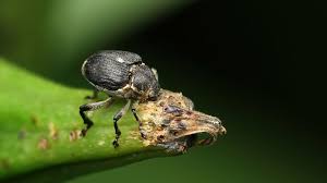 Image result for Coleoptera Curculionoidea