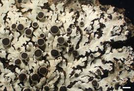 Attēlu rezultāti vaicājumam “Physcia aipolia”