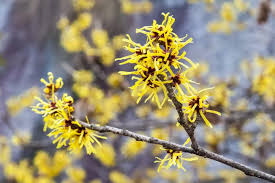 Attēlu rezultāti vaicājumam “Hamamelis vernalis flower”