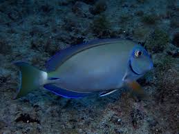 Image result for Acanthurus bahianus
