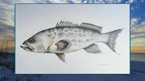 Image result for Mycteroperca phenax