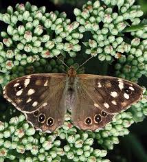 Attēlu rezultāti vaicājumam “Pararge aegeria underside”