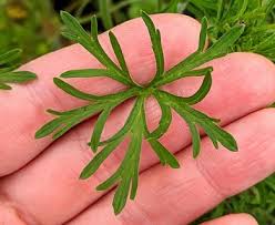 Attēlu rezultāti vaicājumam “Geranium dissectum”