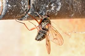 Attēlu rezultāti vaicājumam “Entomophthora”