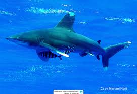Image result for Carcharhinus longimanus