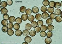 Attēlu rezultāti vaicājumam “Brefeldia maxima spores”