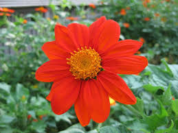 Image result for Tithonia rotundifolia