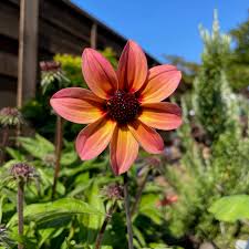 Image result for Dahlia hybrid.