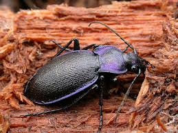 Attēlu rezultāti vaicājumam “Carabus violaceus”